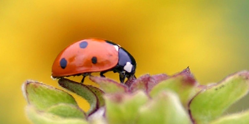 Ladybug Spirit Animals