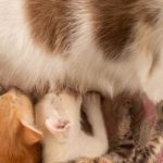 Can A Mother Cat Still Produce Milk After Being Spayed