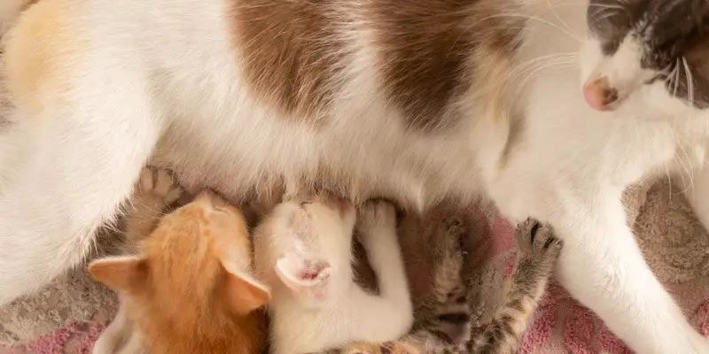 Can A Mother Cat Still Produce Milk After Being Spayed