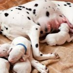 Can A Puppy Stay With Its Mother Forever