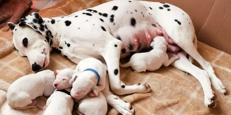 Can A Puppy Stay With Its Mother Forever