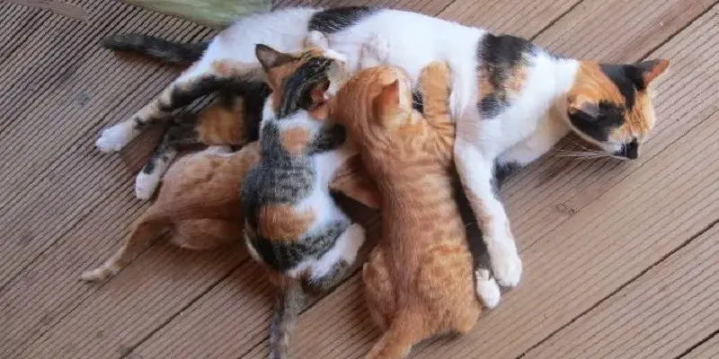 How Far Will A Mother Cat Move Her Kittens