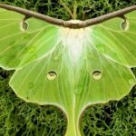 How To Attract Luna Moths