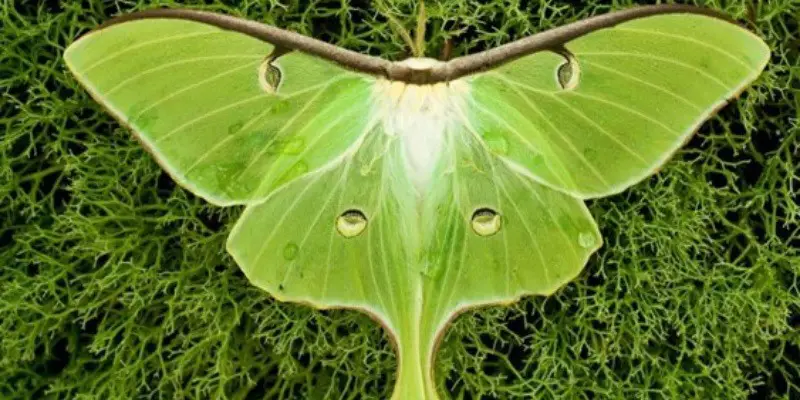 How To Attract Luna Moths
