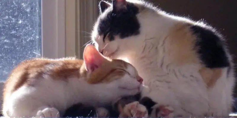 Can A Mother Cat Mate With Her Son