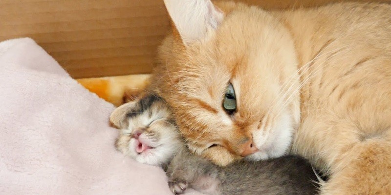 Can A Mother Cat Smother Her Kittens