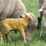 What Is A Lamb'S Mother Called