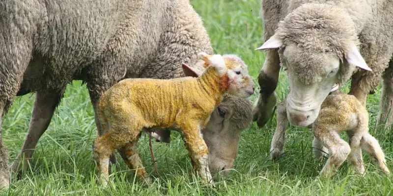 What Is A Lamb'S Mother Called
