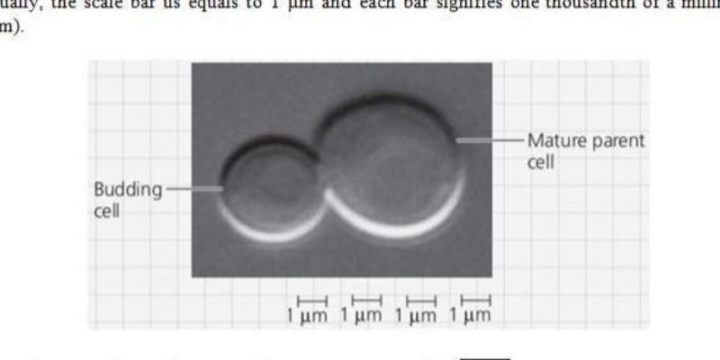 What Is The Approximate Diameter Of The Mature Parent Cell