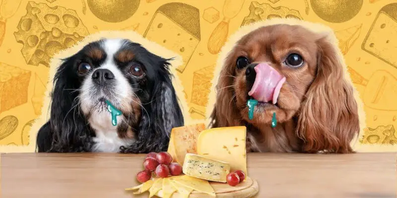 Can Dogs Have Babybel Cheese