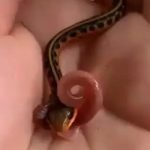 Do Baby Snakes Eat Worms