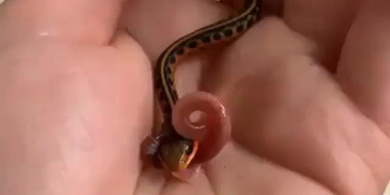 Do Baby Snakes Eat Worms