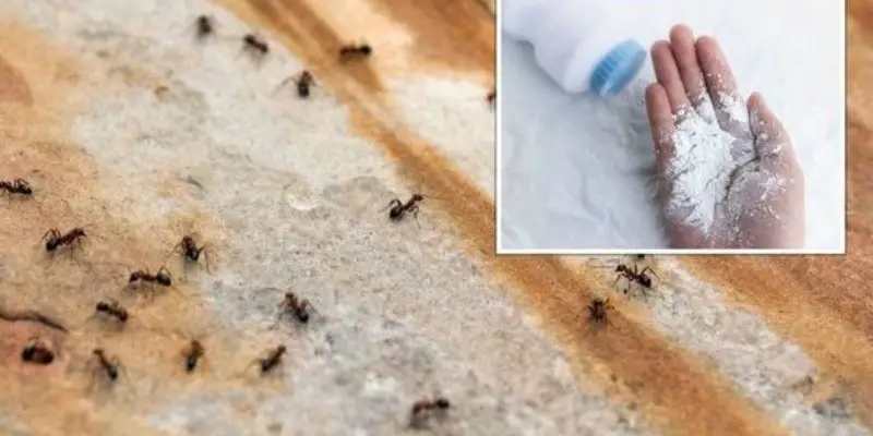Does Baby Powder Kill Ants