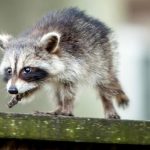 How Can You Tell If A Baby Raccoon Has Rabies