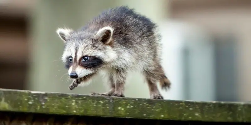 How Can You Tell If A Baby Raccoon Has Rabies