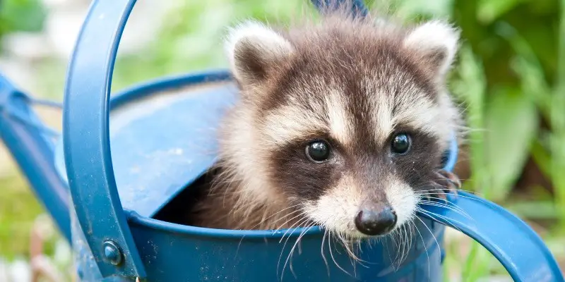 How Long Can A Baby Raccoon Live Without Food