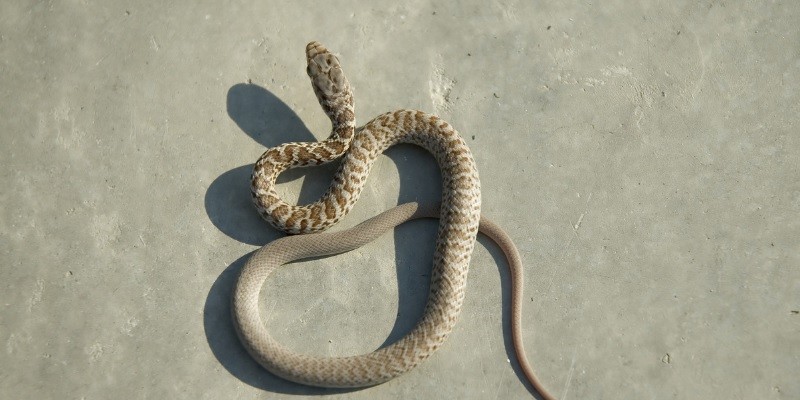 How Long Can A Baby Snake Go Without Eating