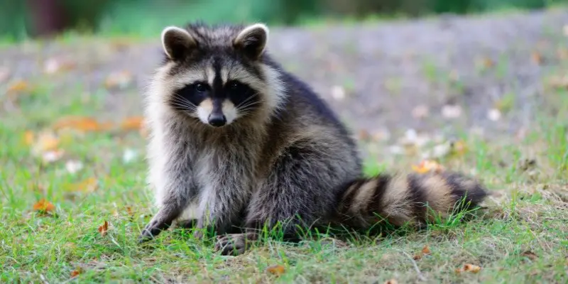 How Long Can Baby Raccoons Live Without Food