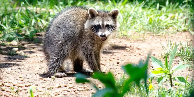 How Long Can Baby Raccoons Live Without Their Mother