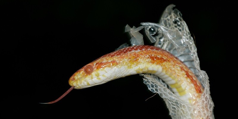 How Often Do Baby Corn Snakes Shed