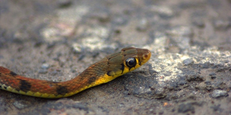 How Often Do Baby Snakes Shed