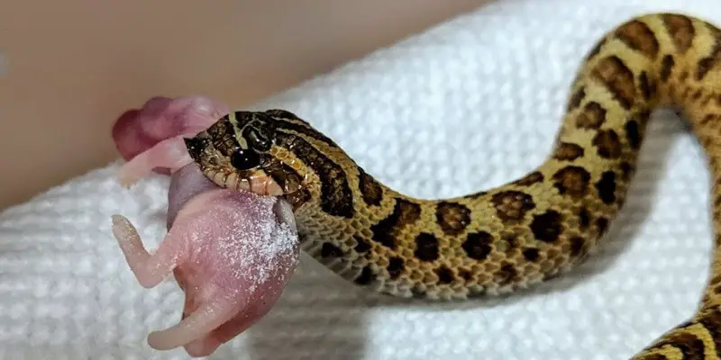 How Often To Feed Baby Hognose Snake
