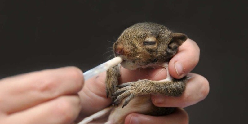How To Tell If A Baby Squirrel Is Dying