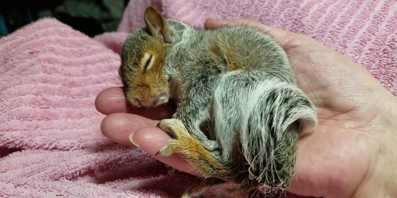 How To Treat Aspiration Pneumonia In Baby Squirrels