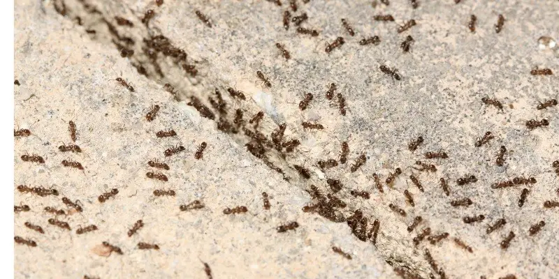 What Do Baby Ants Look Like