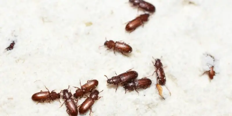 What Do Baby Beetles Look Like