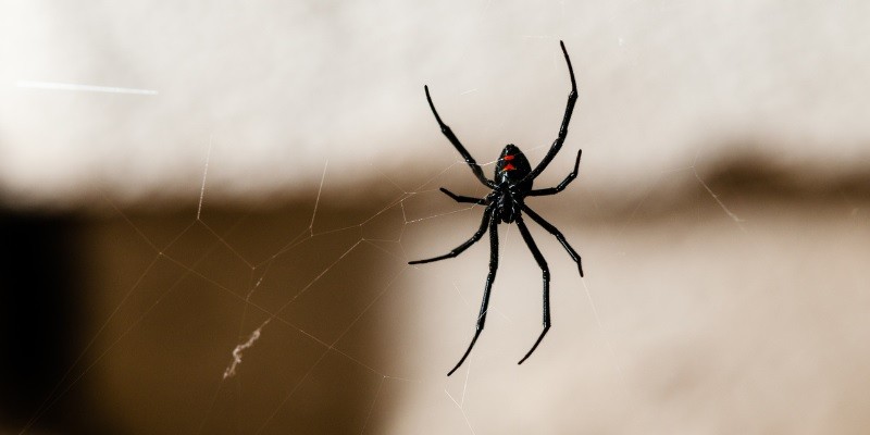 What Do Baby Black Widows Look Like