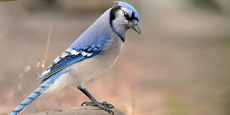 What Do Baby Blue Jays Sound Like