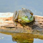 What Do Baby Bullfrogs Eat