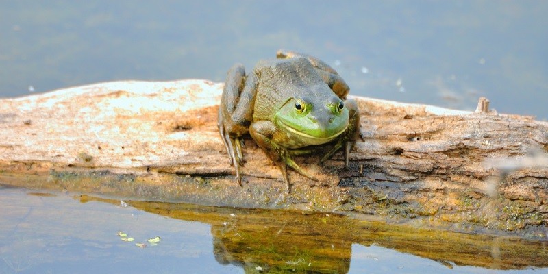 What Do Baby Bullfrogs Eat