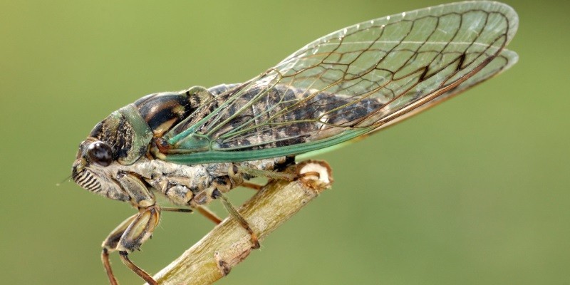 What Do Baby Cicadas Look Like