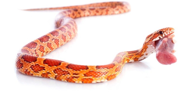 What Do Baby Corn Snakes Eat