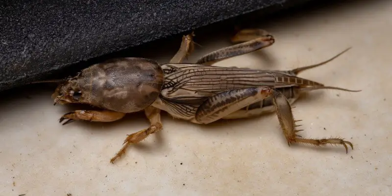 What Do Baby Crickets Look Like
