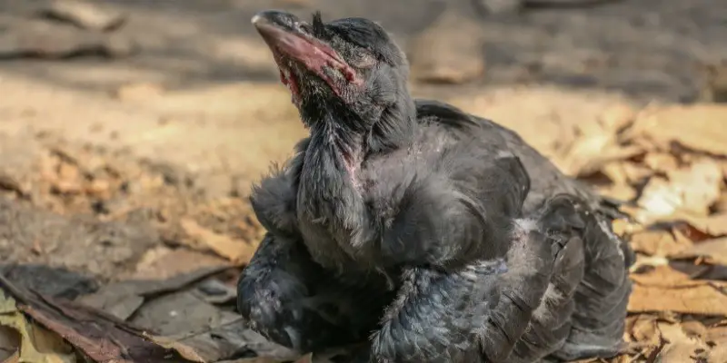 What Do Baby Crows Sound Like