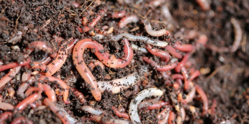 What Do Baby Earthworms Look Like