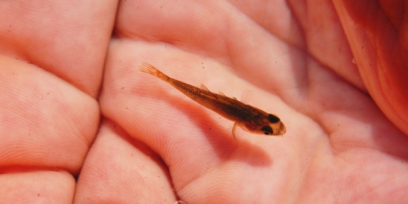 What Do Baby Fish Look Like