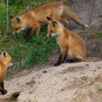 What Do Baby Foxes Sound Like