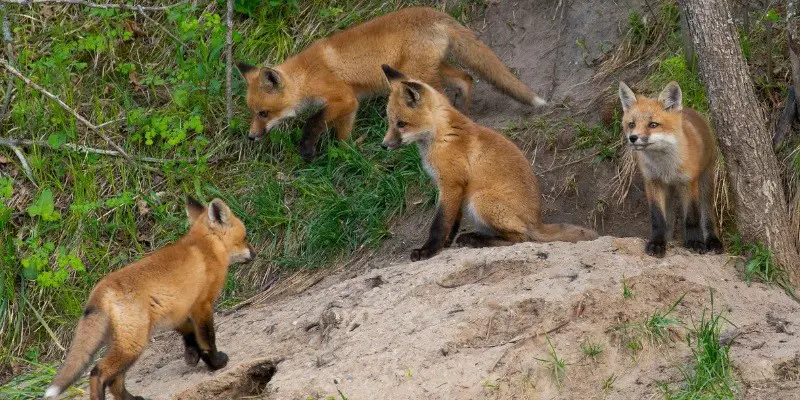 What Do Baby Foxes Sound Like