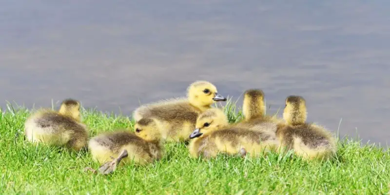 What Do Baby Geese Look Like