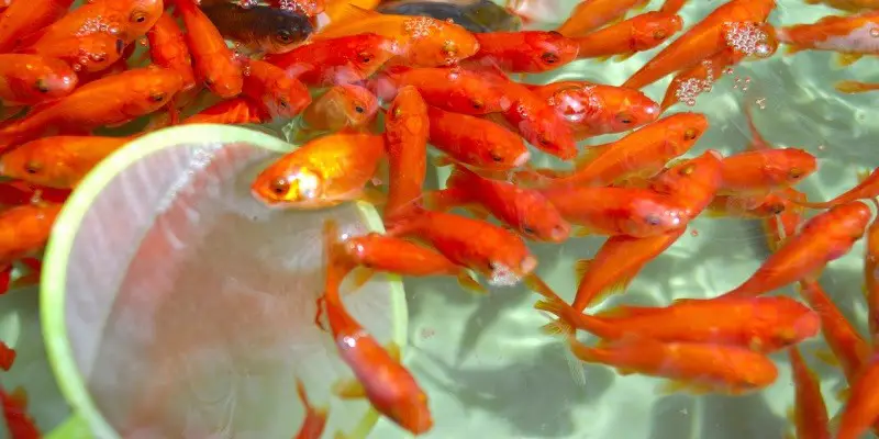 What Do Baby Goldfish Look Like