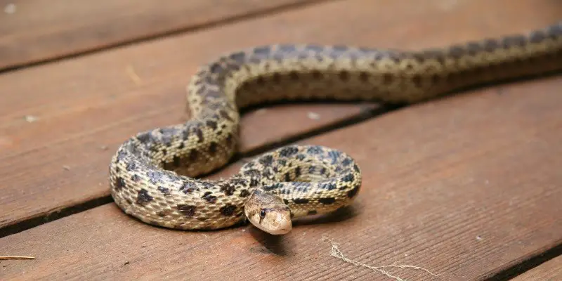 What Do Baby Gopher Snakes Eat