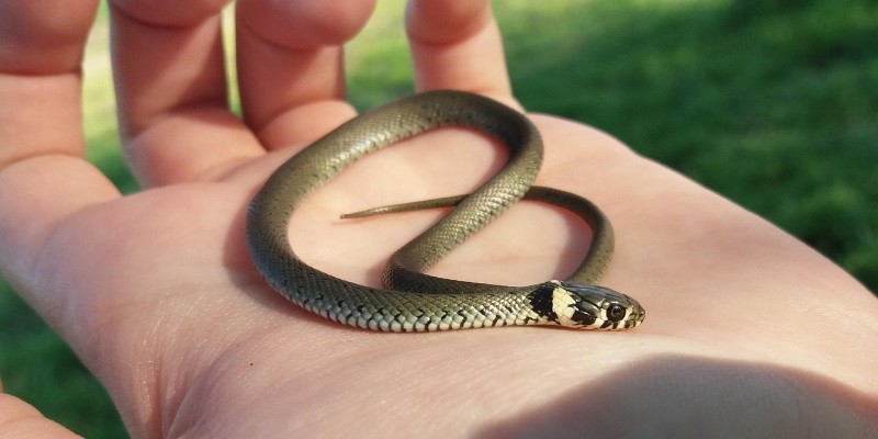 What Do Baby Grass Snakes Eat