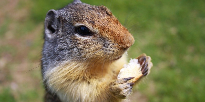 What Do Baby Groundhogs Eat