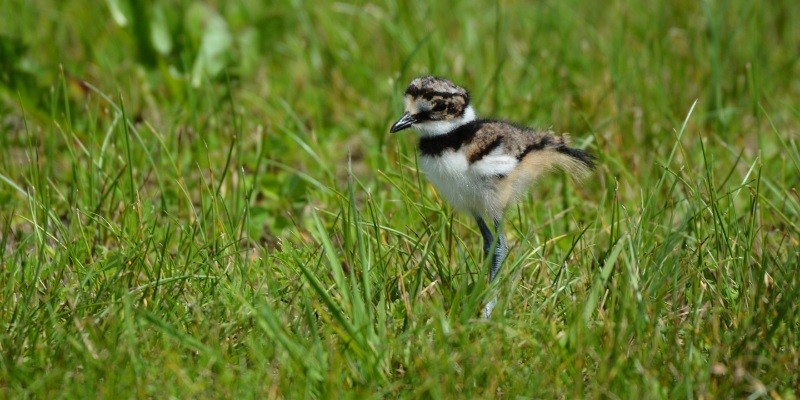 What Do Baby Killdeer Eat