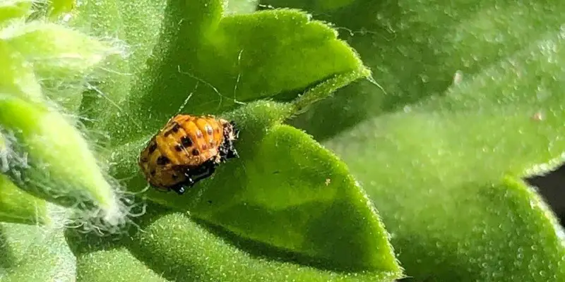 What Do Baby Ladybugs Look Like