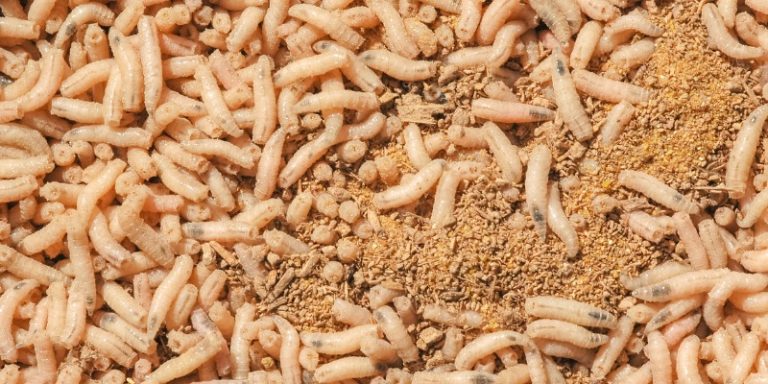 What Do Baby Maggots Look Like? - Classified Mom